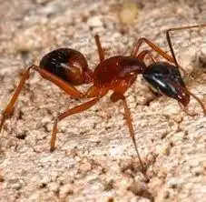 Fire ant mound in a Texas lawn