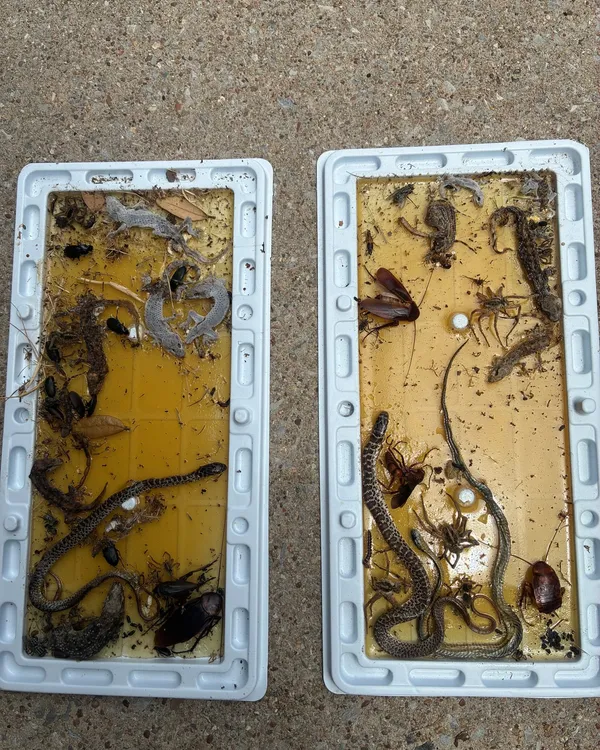Two glue monitoring boards covered in geckos, small snakes, roaches and insects